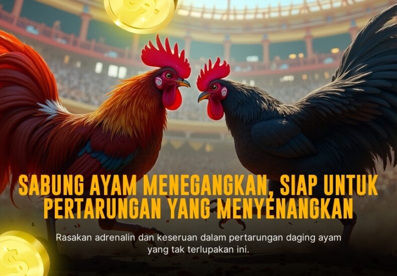 Sabung Ayam Jenis Ayam Bangkok: Raja Pertarungan Unggas