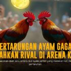 Mengulik SV388: Platform Sabung Ayam Online Terpercaya