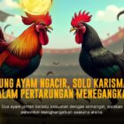 Mengenal Jenis Ayam Bangkok dalam Sabung Ayam SV388 yang Mendebarkan