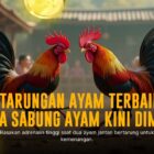 Mengenal Jenis Ayam Sabung S128 yang Populer di Pasaran
