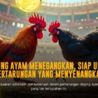 Sabung Ayam Jenis Ayam Bangkok: Raja Pertarungan Unggas