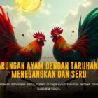 Mengenal Ayam Bangkok: Raja Sabung Ayam di SV388