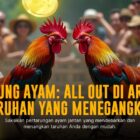 Rahasia Ternak Ayam Aduan Bangkok yang Unggul di SV388