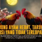 Mengulik Keunggulan Ayam Bangkok Dalam Sabung Ayam SV388