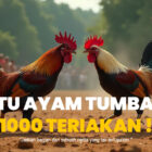 Mengenal Jenis Ayam Bangkok Sabung Ayam SV388