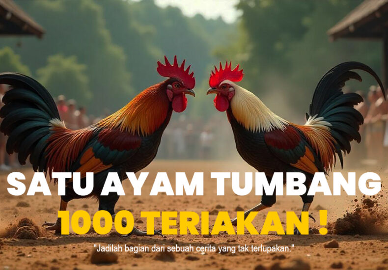 Mengenal Jenis Ayam Bangkok Sabung Ayam SV388