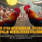 Mengupas Tuntas Sabung Ayam Bangkok: Jenis Ayam, Odds, dan Provider Terpercaya